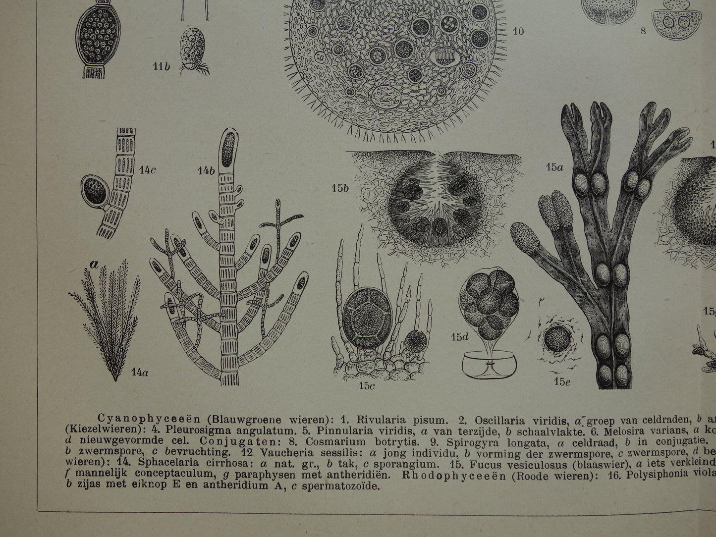 Originele antieke prent Algen Zeewier 1914 oude Nederlandse botanische prent Wieren Zeewieren vintage illustratie