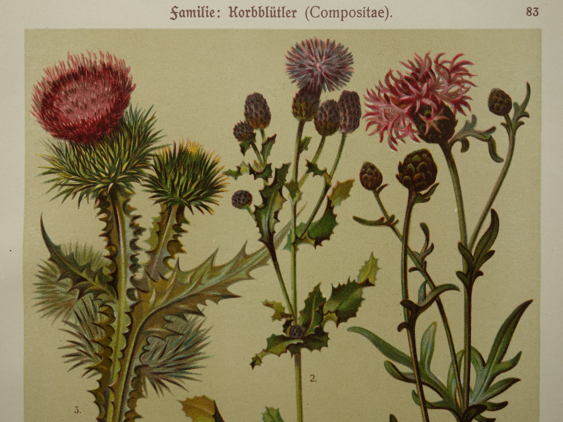 distel illustratie vintage
