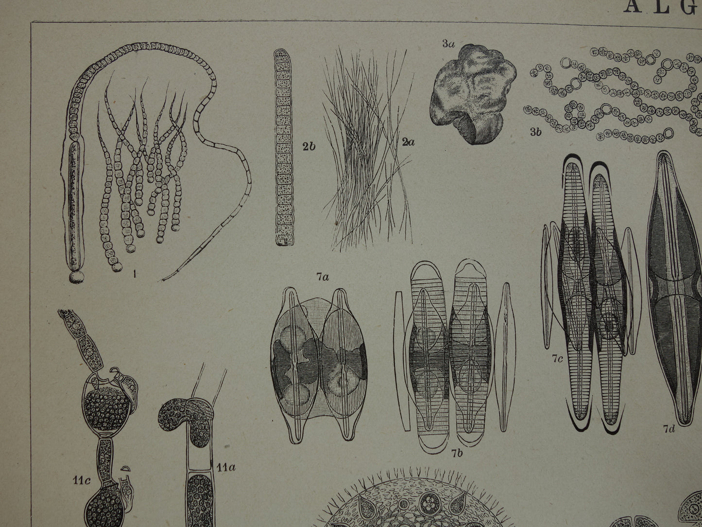 Originele antieke prent Algen Zeewier 1914 oude Nederlandse botanische prent Wieren Zeewieren vintage illustratie