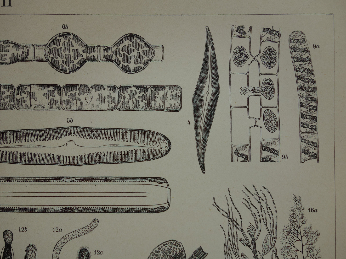 Originele antieke prent Algen Zeewier 1914 oude Nederlandse botanische prent Wieren Zeewieren vintage illustratie