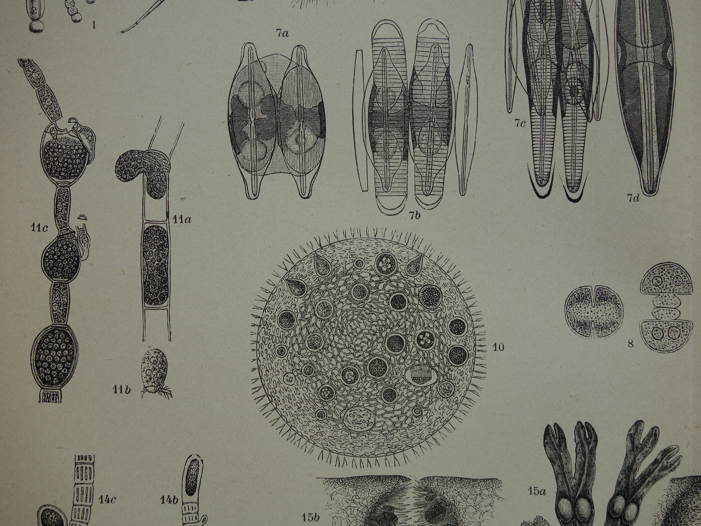 Originele antieke prent Algen Zeewier 1914 oude Nederlandse botanische prent Wieren Zeewieren vintage illustratie