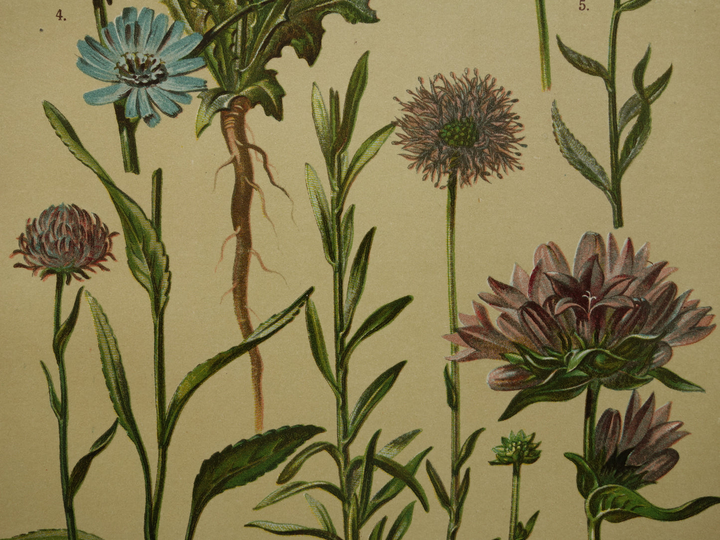 Alter botanischer Druck von 1911, Originalillustration einer wilden Wegwarte (Blumen).