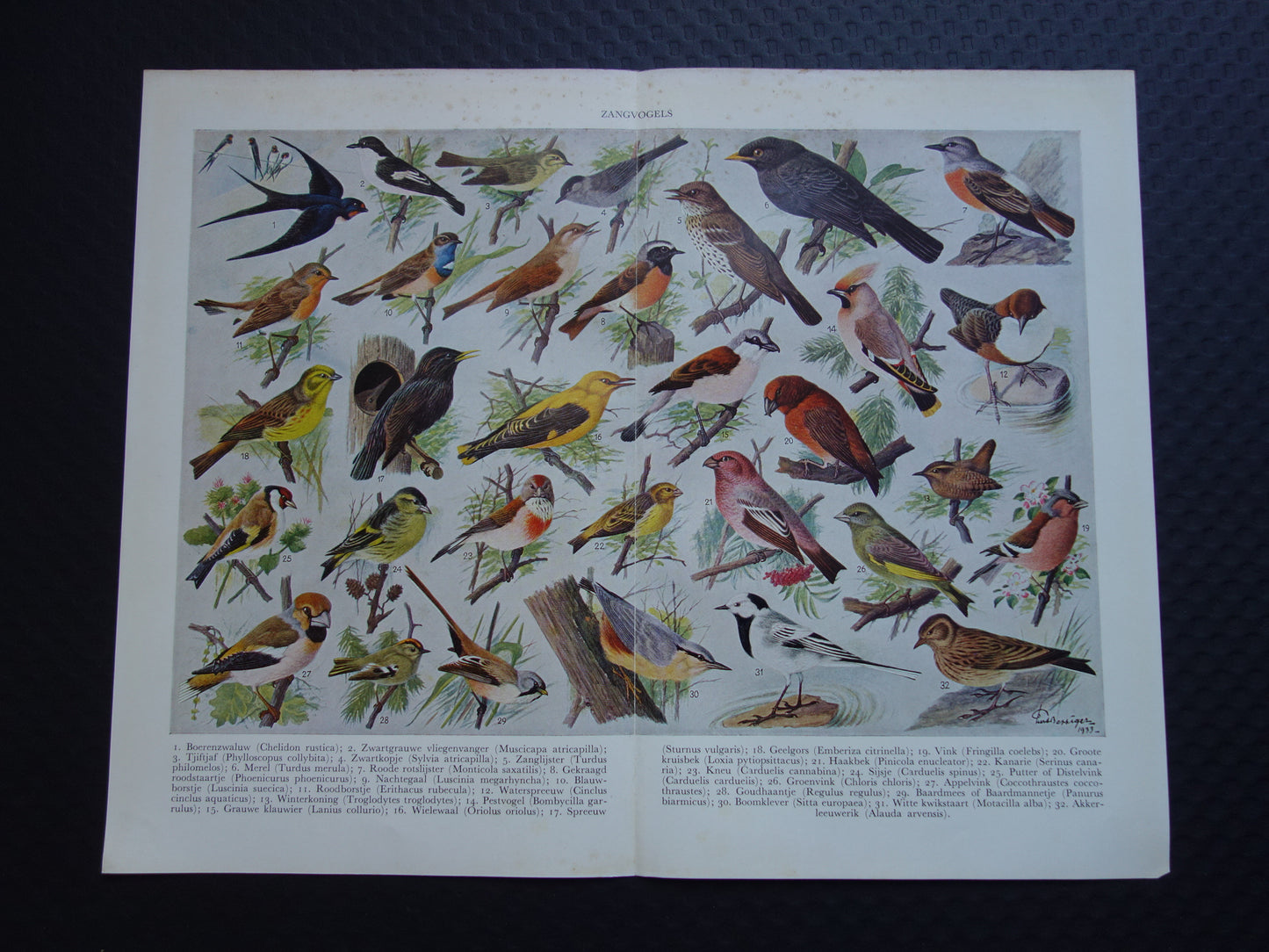ZANGVOGELS Oude vogel prent 1938 Originele vintage Nederlandse illustratie zangvogel