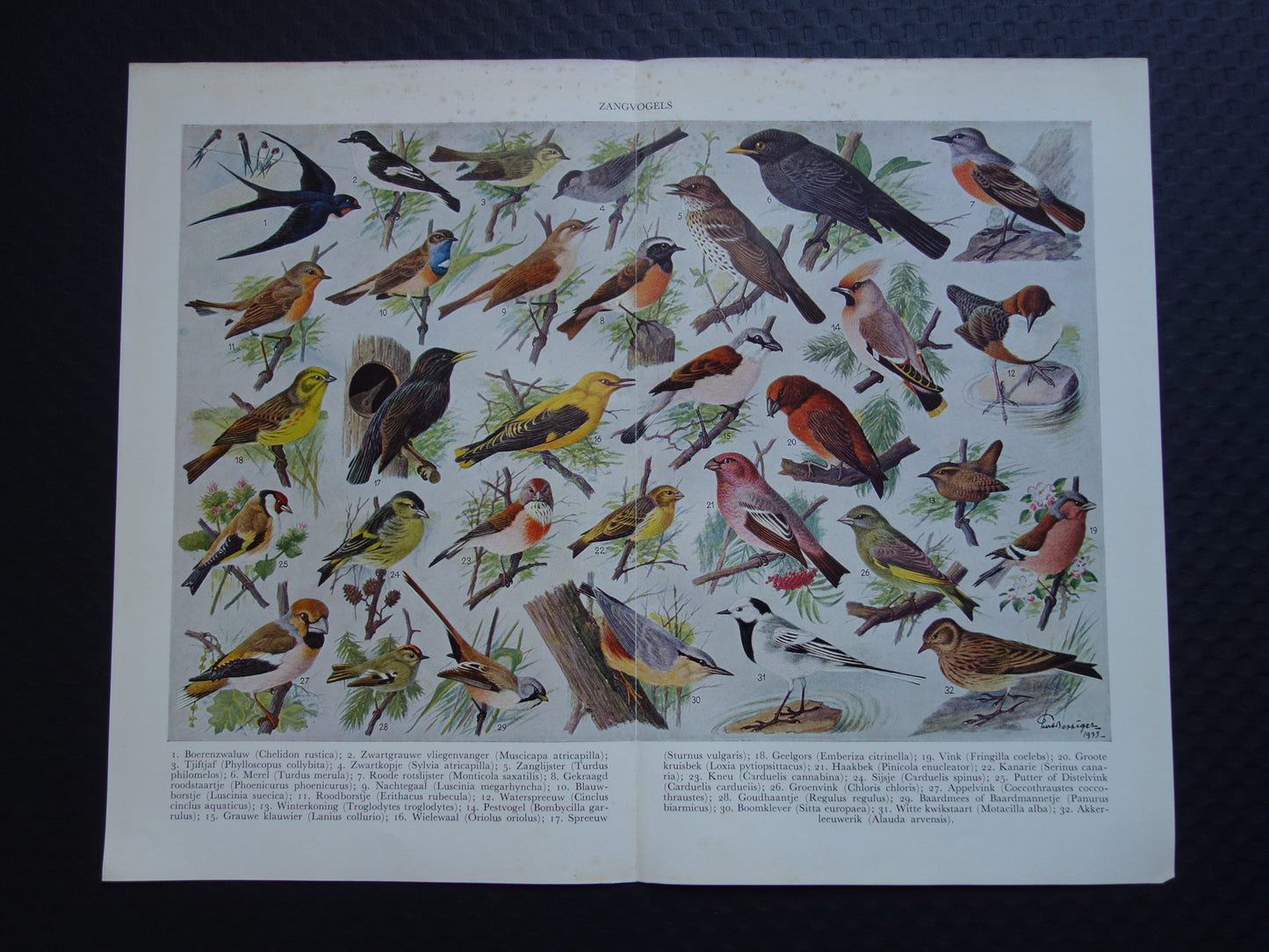ZANGVOGELS Oude vogel prent 1938 Originele vintage Nederlandse illustratie zangvogel