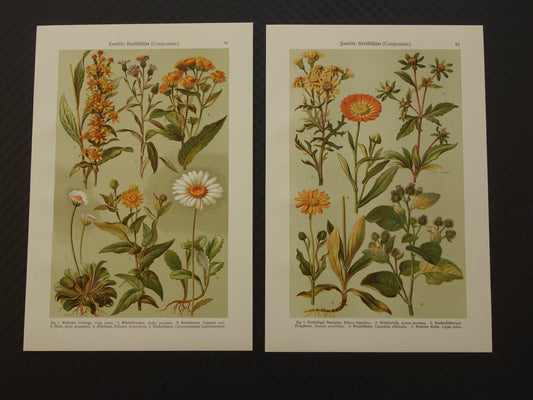 Old botanical prints set of two 1911 original antique illustration Daisy flowers plants Marigold