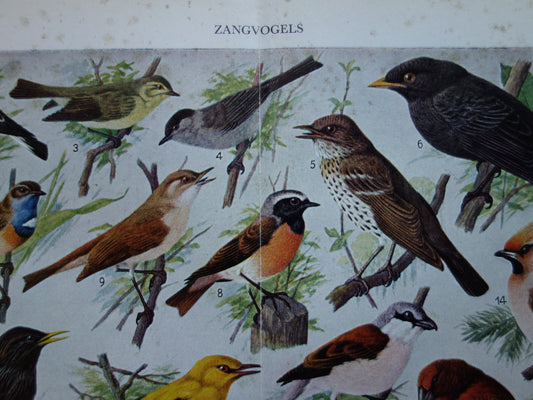 ZANGVOGELS Oude vogel prent 1938 Originele vintage Nederlandse illustratie zangvogel