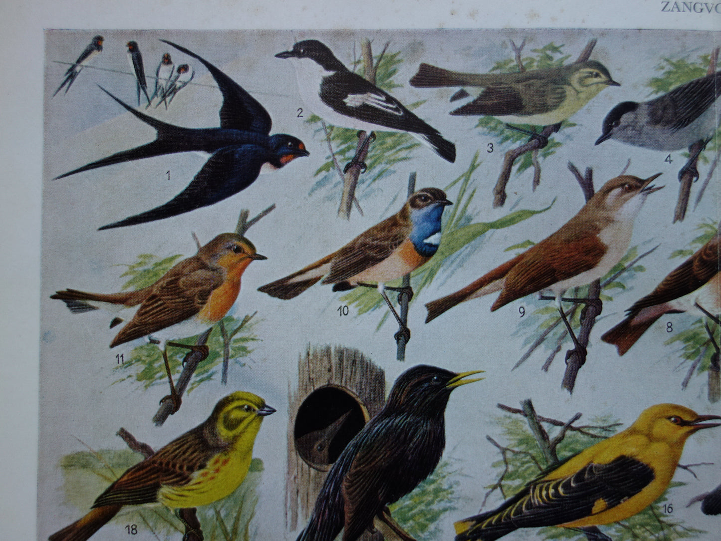 ZANGVOGELS Oude vogel prent 1938 Originele vintage Nederlandse illustratie zangvogel