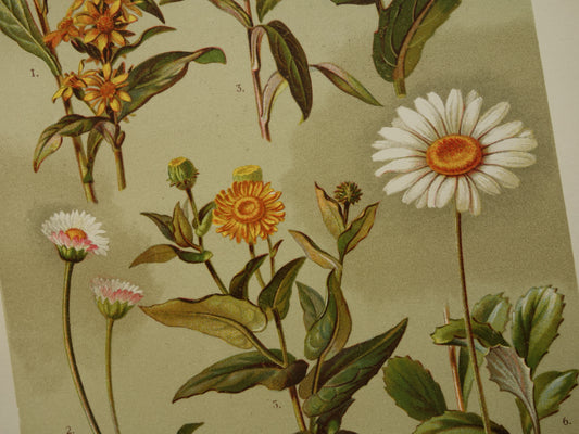 Old botanical prints set of two 1911 original antique illustration Daisy flowers plants Marigold