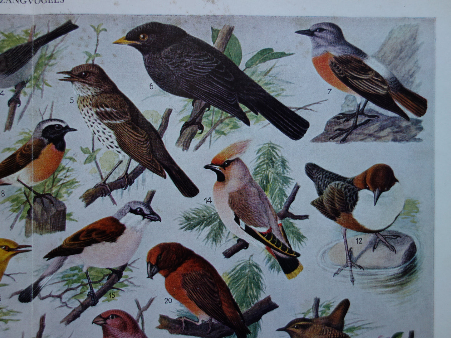 ZANGVOGELS Oude vogel prent 1938 Originele vintage Nederlandse illustratie zangvogel