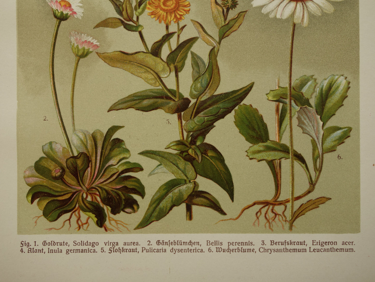 Alte botanische Drucke, Set aus zwei, Originalillustrationen von 1911, Gänseblümchen, Ringelblumen