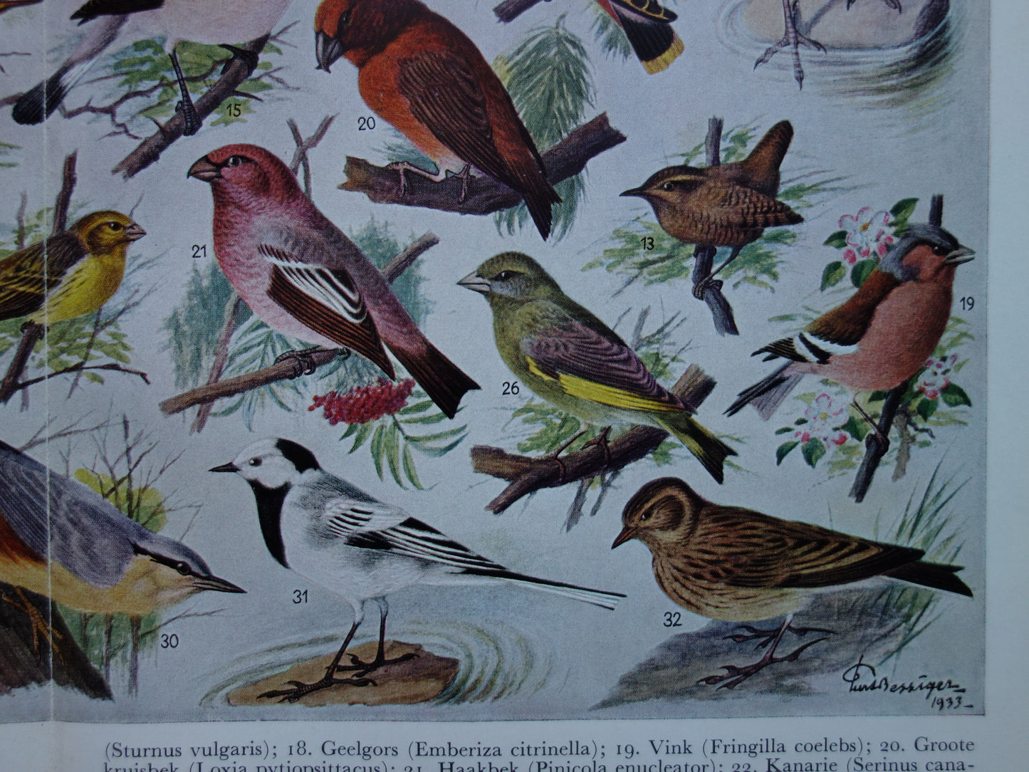 ZANGVOGELS Oude vogel prent 1938 Originele vintage Nederlandse illustratie zangvogel