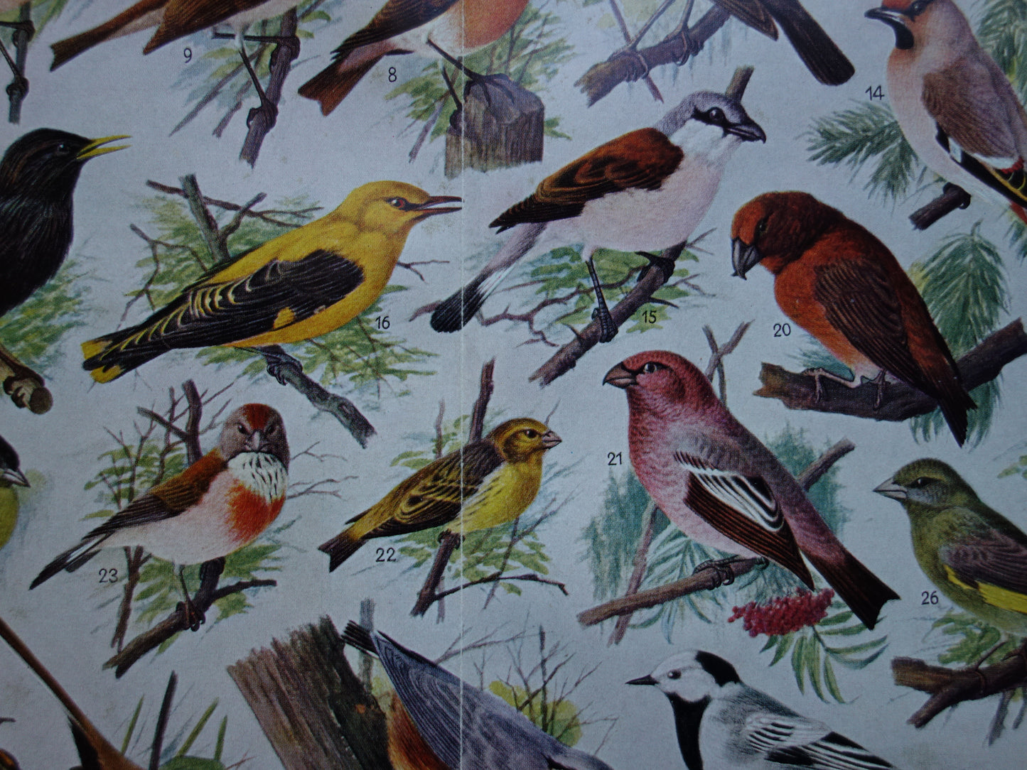 ZANGVOGELS Oude vogel prent 1938 Originele vintage Nederlandse illustratie zangvogel