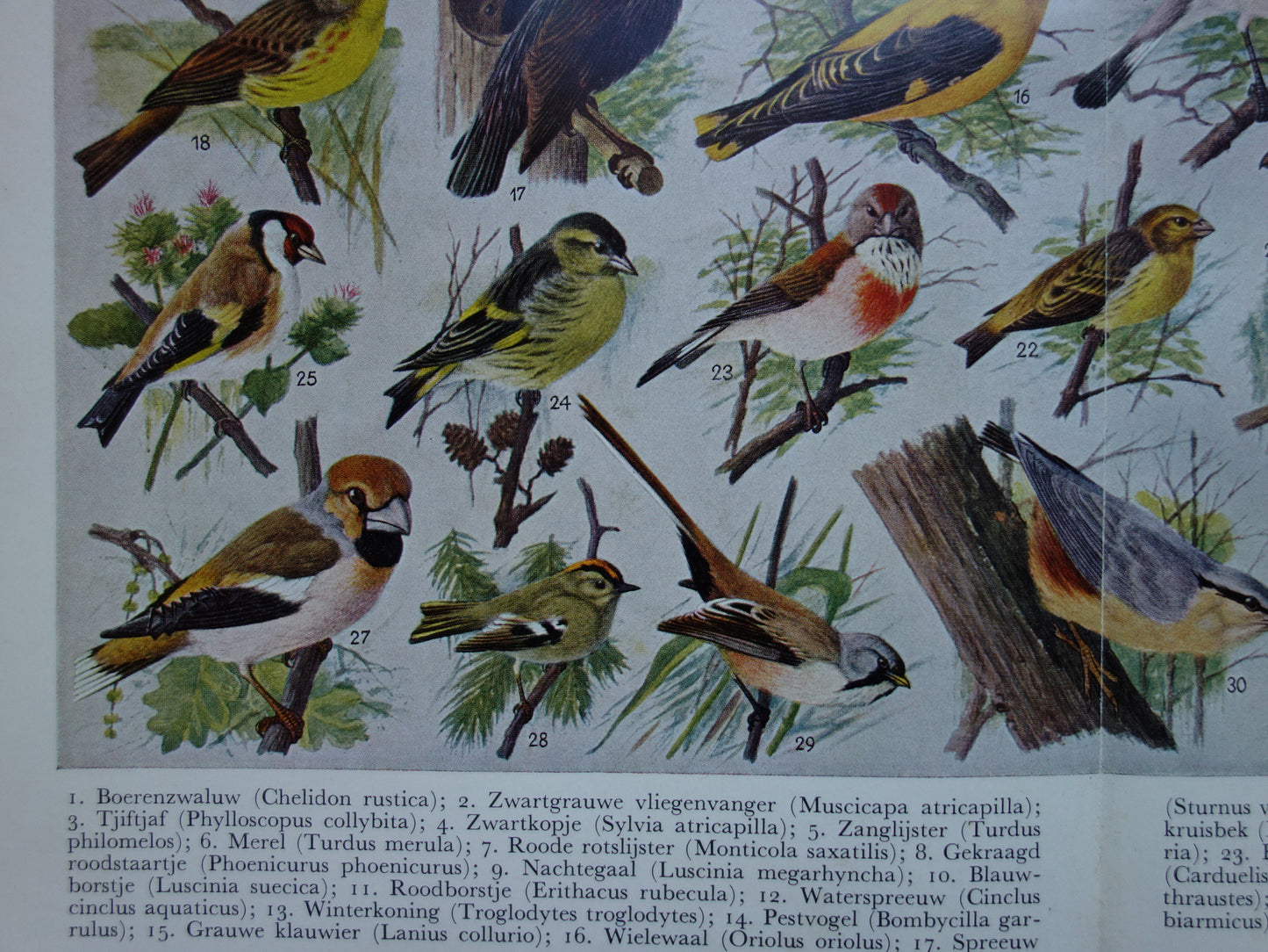 ZANGVOGELS Oude vogel prent 1938 Originele vintage Nederlandse illustratie zangvogel