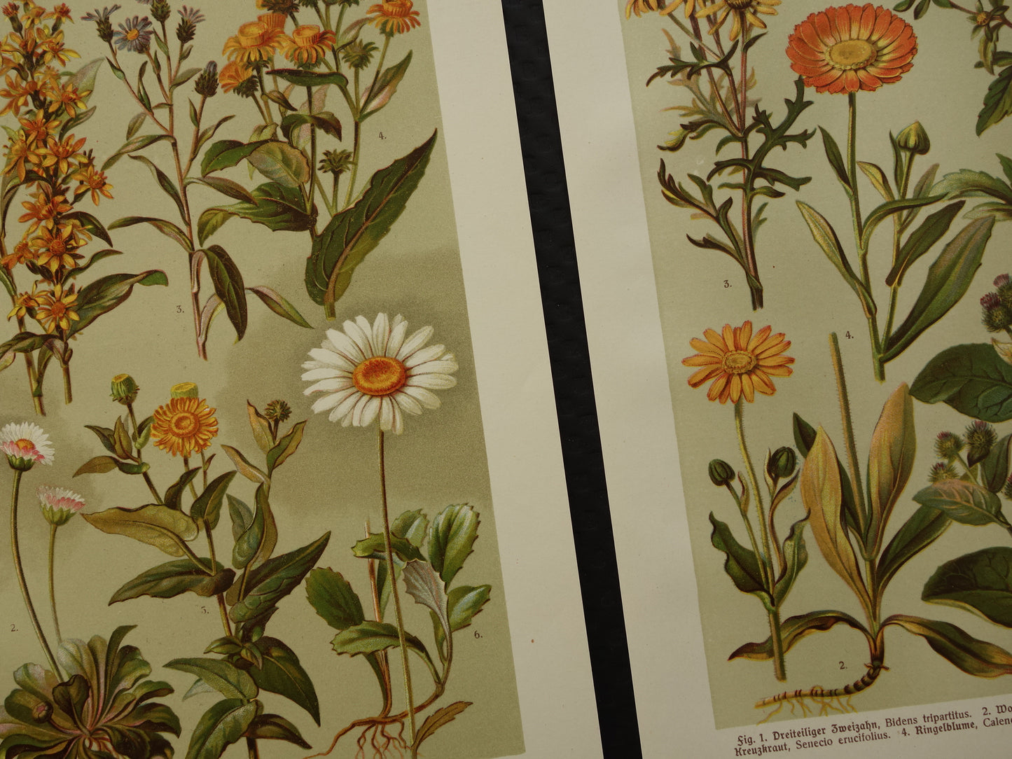 Alte botanische Drucke, Set aus zwei, Originalillustrationen von 1911, Gänseblümchen, Ringelblumen