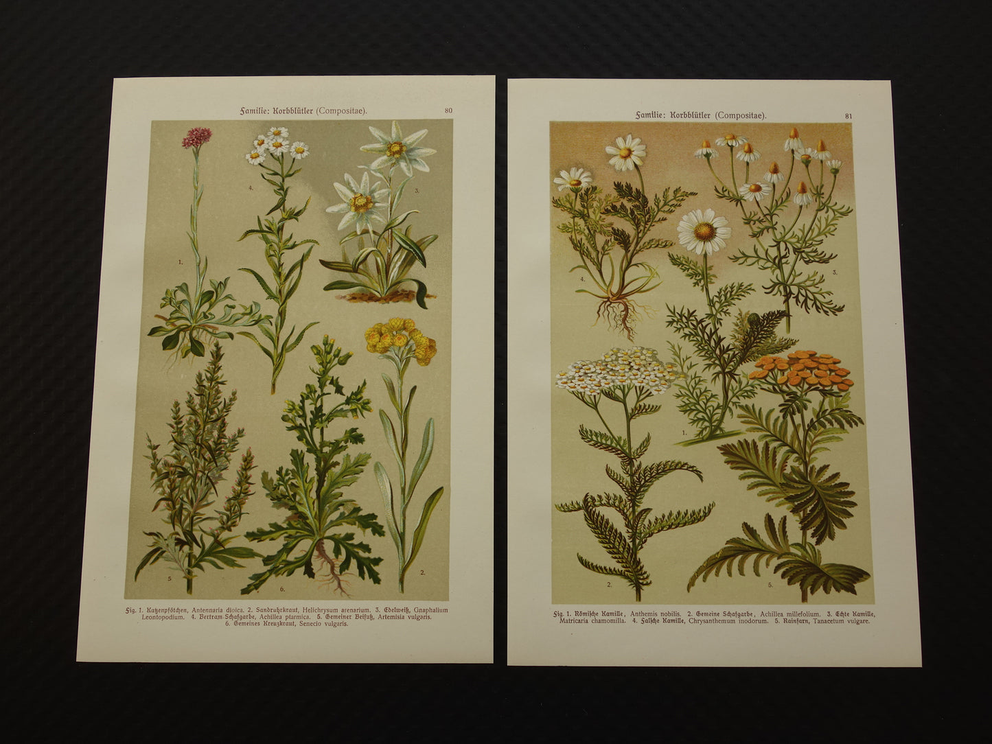 Oude botanische prenten set van twee 1911 originele antieke illustratie bloemen planten Wit Geel