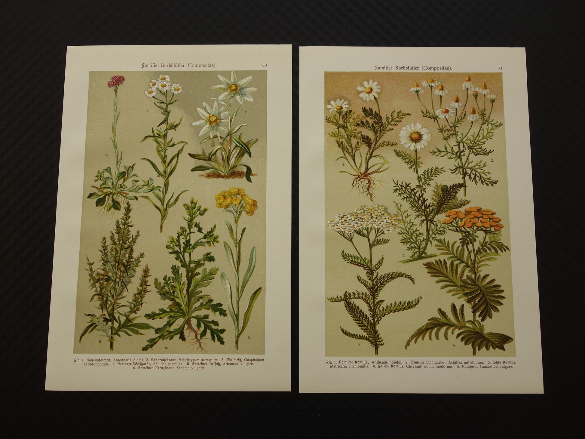 Oude botanische prenten set van twee 1911 originele antieke illustratie bloemen planten Wit Geel