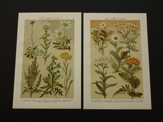 Oude botanische prenten set van twee 1911 originele antieke illustratie bloemen planten Wit Geel