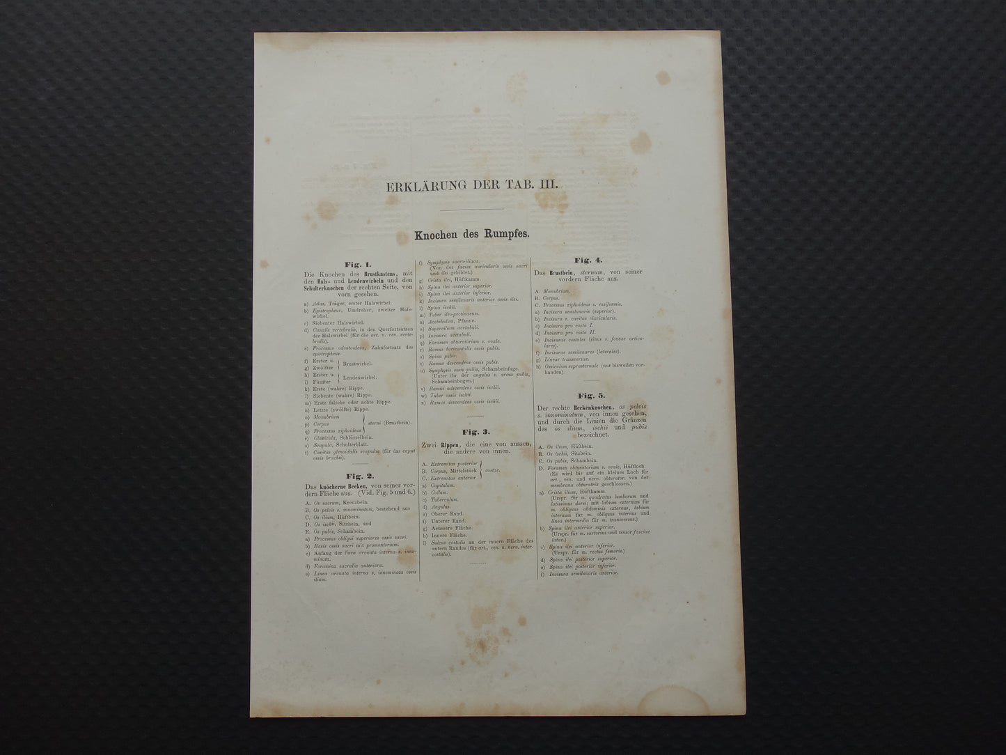 RIBBEN Oude anatomie print 1871 Antieke prent Bekken Ribbenkast Vintage anatomische illustratie