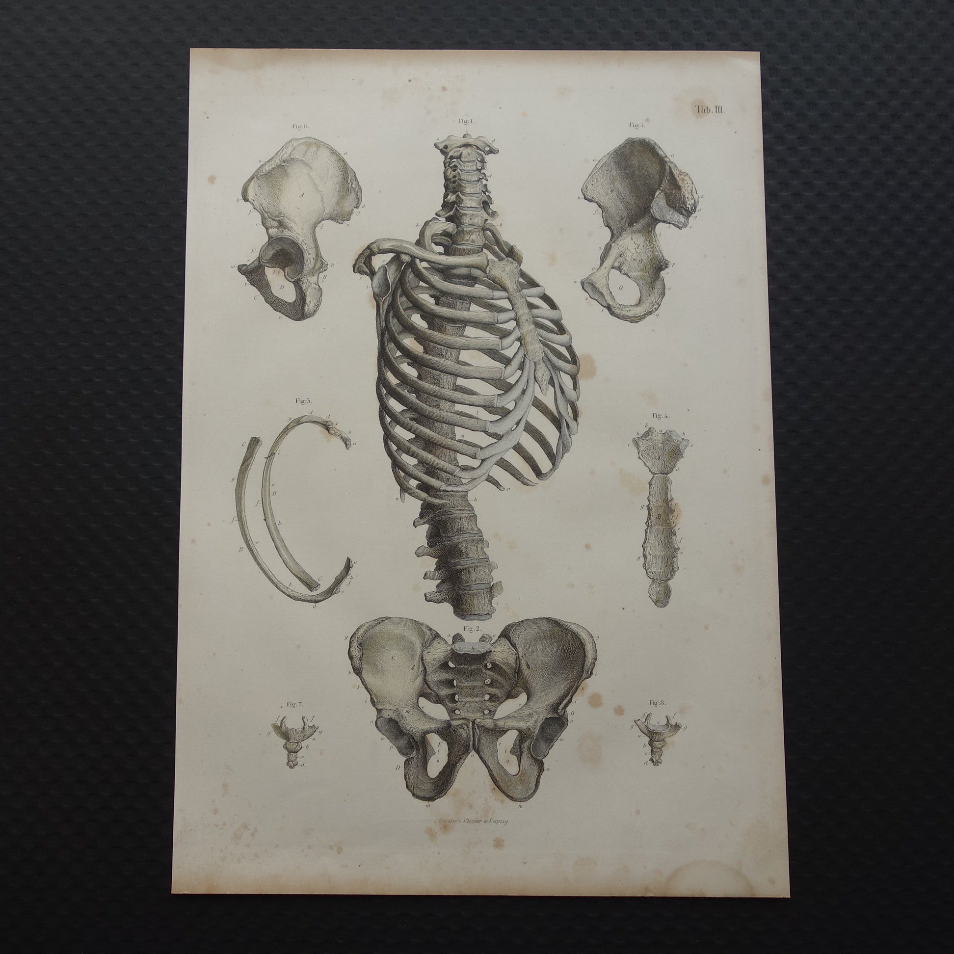RIBBEN Oude anatomie print 1871 Antieke prent Bekken Ribbenkast Vintage anatomische illustratie