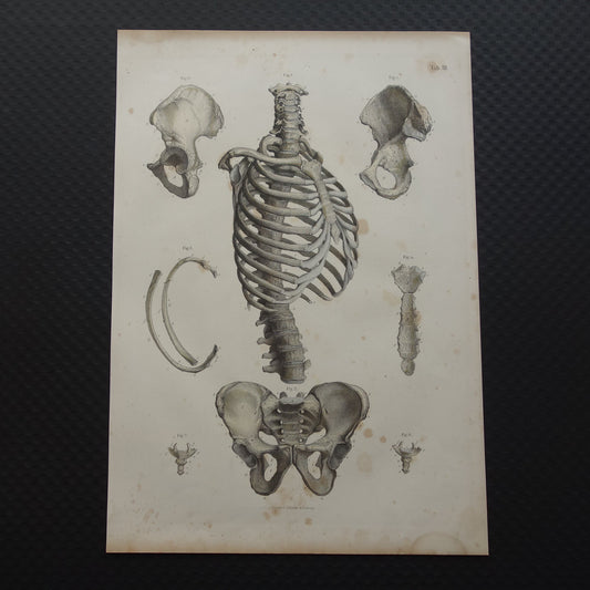 RIBBEN Oude anatomie print 1871 Antieke prent Bekken Ribbenkast Vintage anatomische illustratie