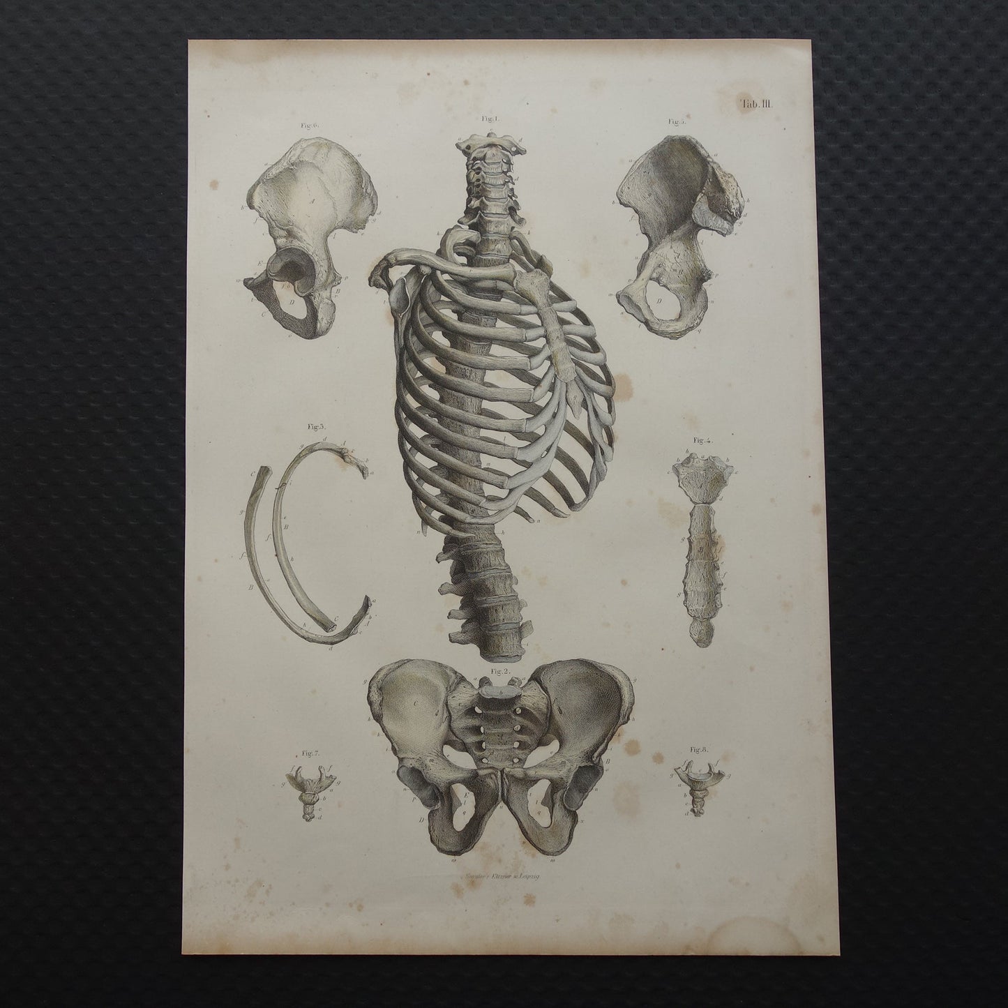 RIBBEN Oude anatomie print 1871 Antieke prent Bekken Ribbenkast Vintage anatomische illustratie