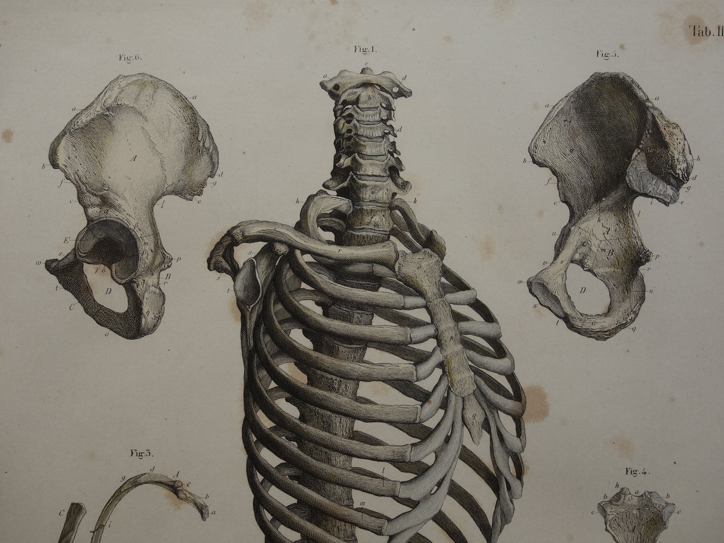 RIBBEN Oude anatomie print 1871 Antieke prent Bekken Ribbenkast Vintage anatomische illustratie
