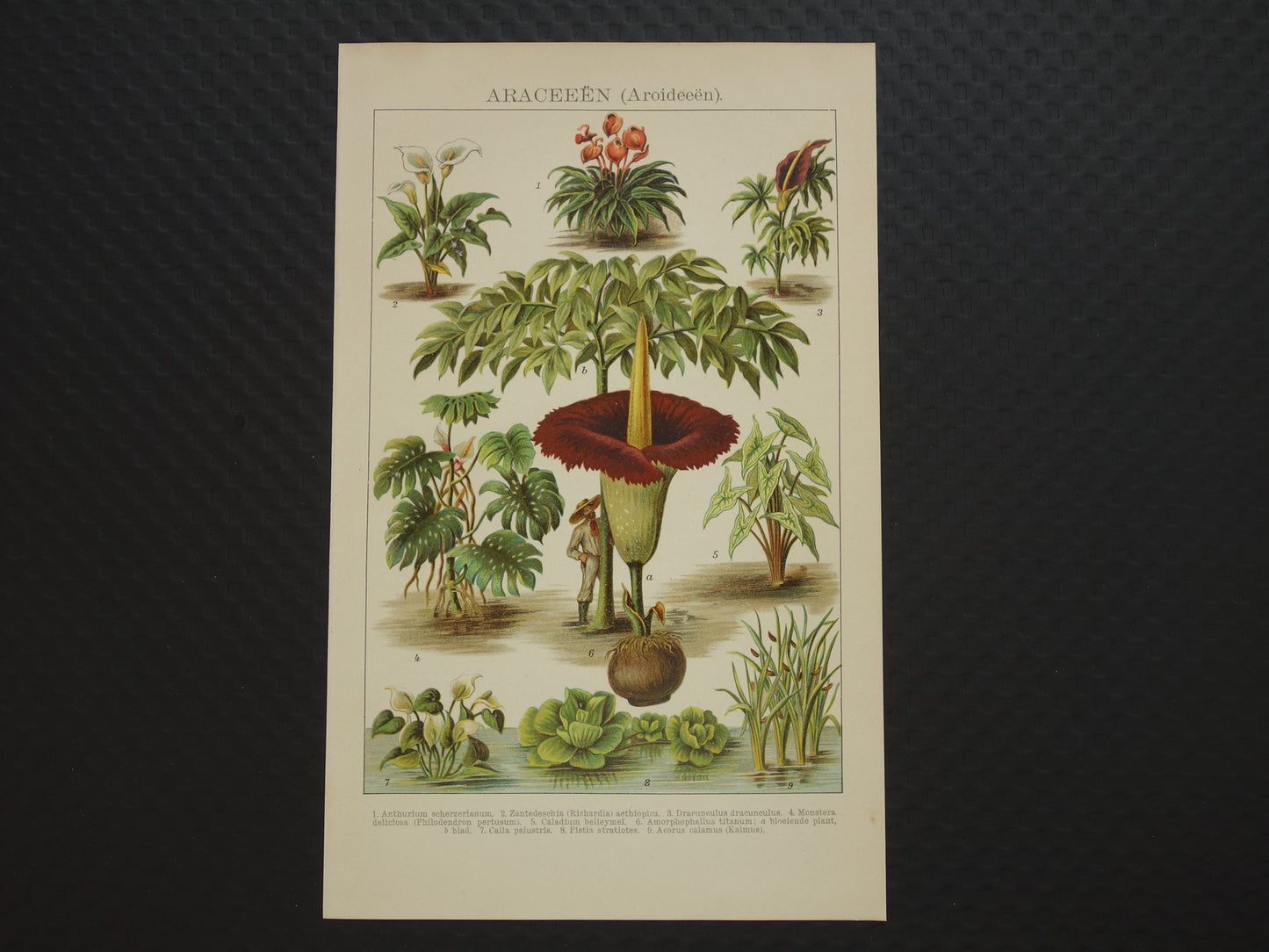 Oude botanische prent uit het jaar 1914 originele antieke reuzenaronskelk illustratie  Araceae-planten kalmoes
