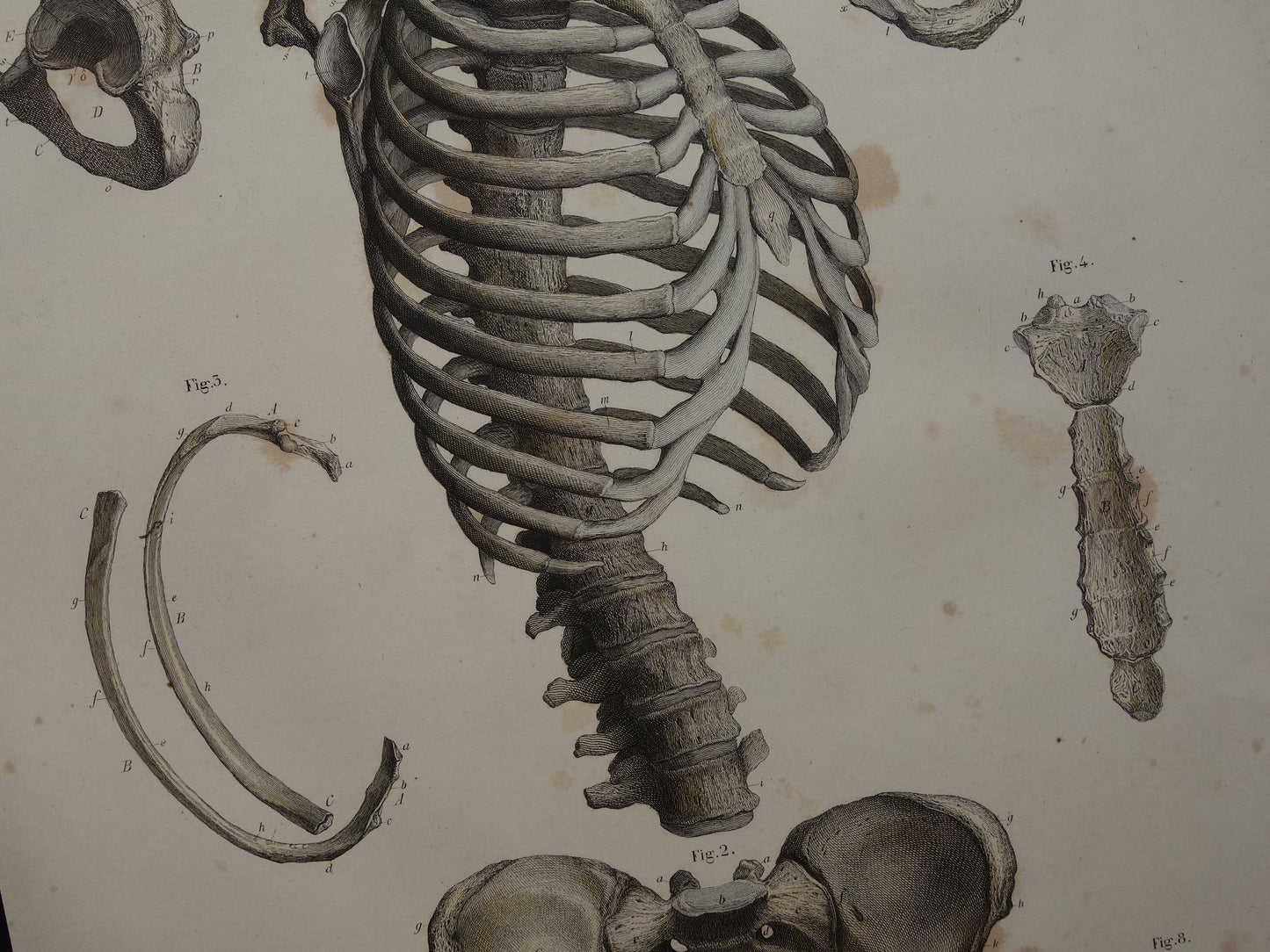 RIBBEN Oude anatomie print 1871 Antieke prent Bekken Ribbenkast Vintage anatomische illustratie