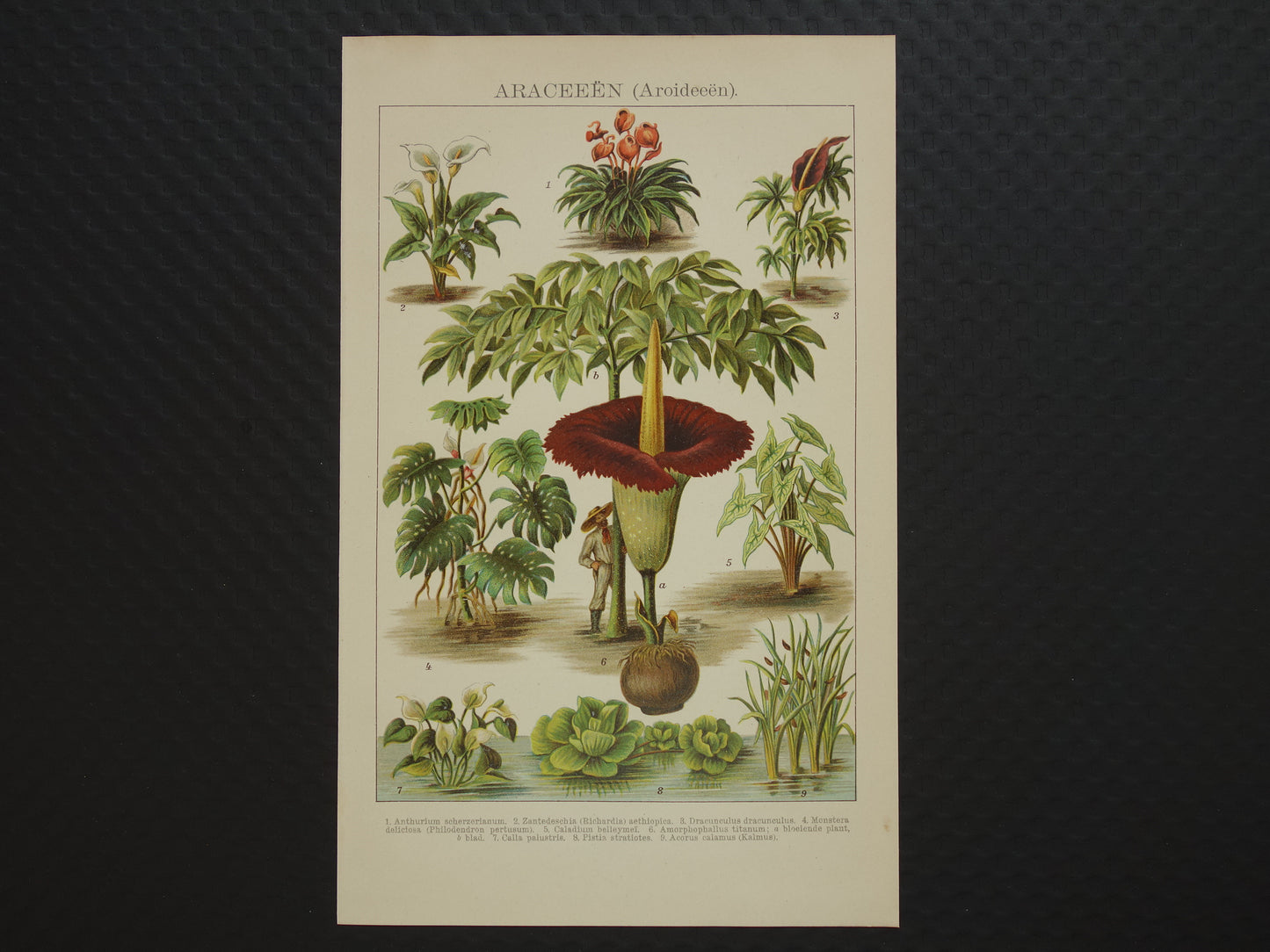 Oude botanische prent uit het jaar 1914 originele antieke reuzenaronskelk illustratie  Araceae-planten kalmoes