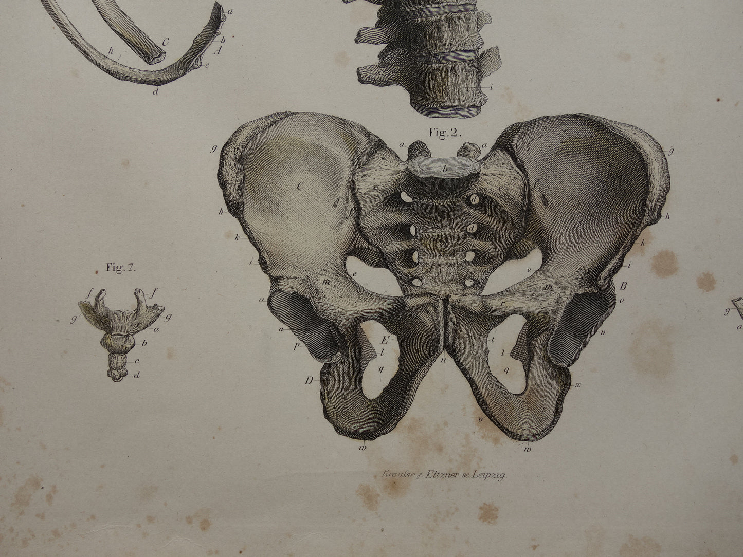 RIBBEN Oude anatomie print 1871 Antieke prent Bekken Ribbenkast Vintage anatomische illustratie