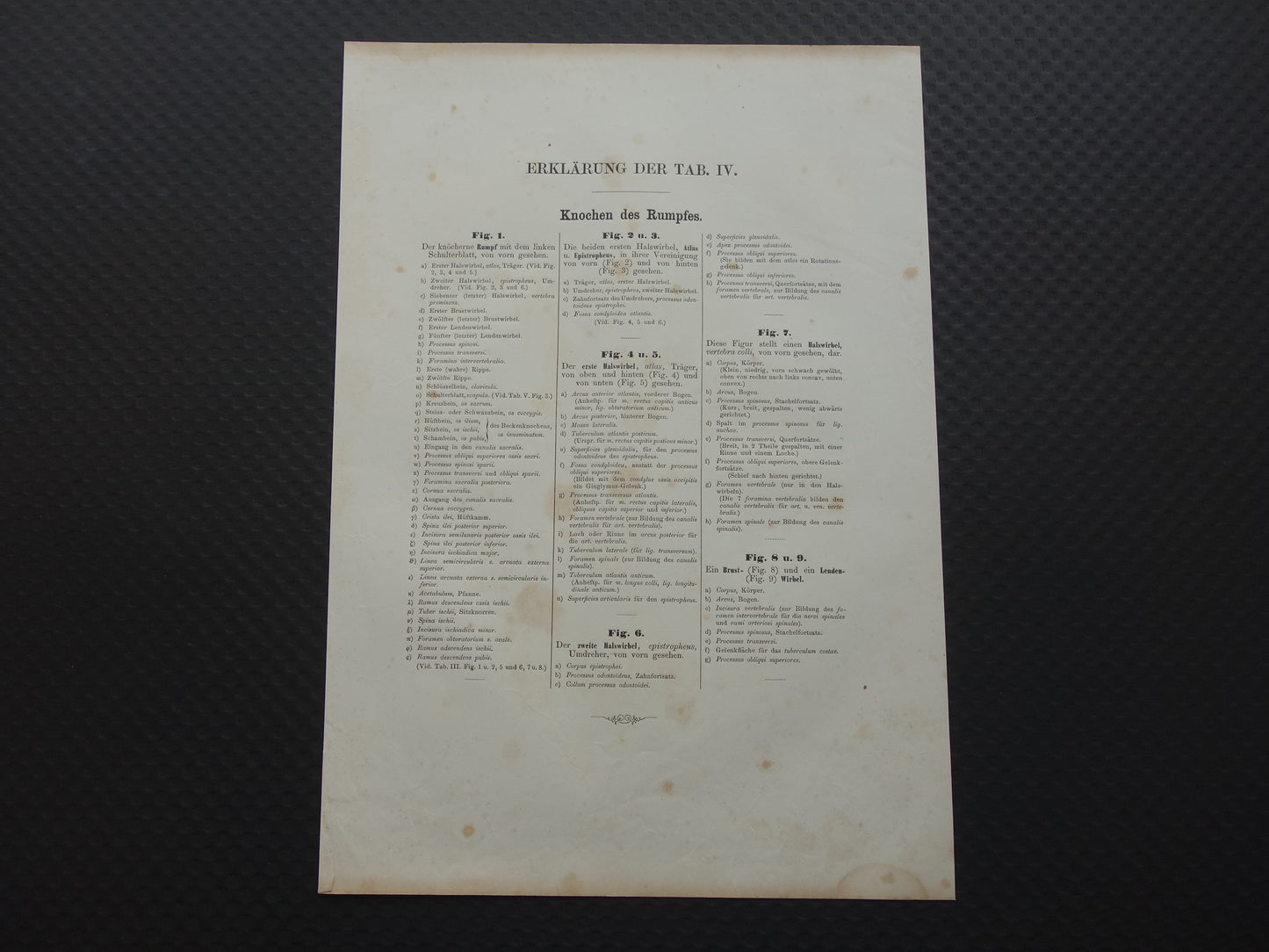 RIBBENKAST Oude anatomie print 1871 Antieke prent Bekken Vintage anatomische illustratie Wervels