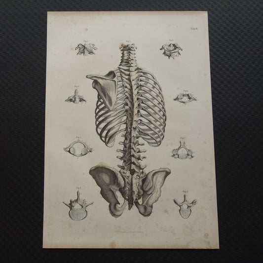 RIBBENKAST Oude anatomie print 1871 Antieke prent Bekken Vintage anatomische illustratie Wervels