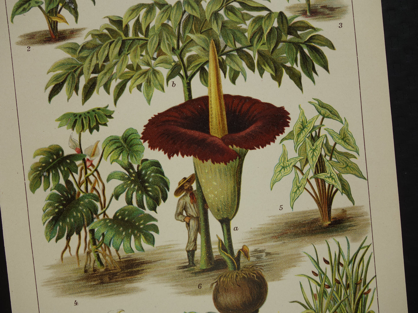 Oude botanische prent uit het jaar 1914 originele antieke reuzenaronskelk illustratie  Araceae-planten kalmoes