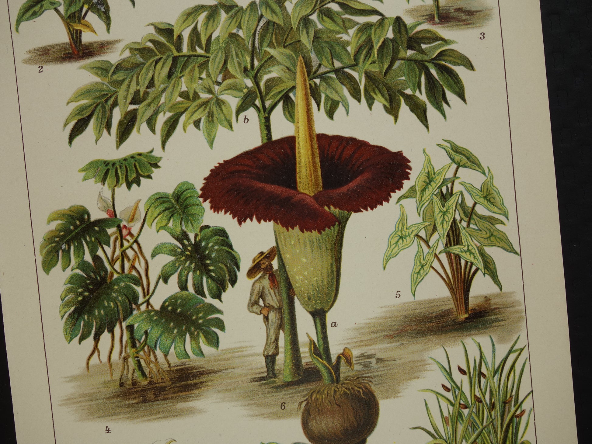 Oude botanische prent uit het jaar 1914 originele antieke reuzenaronskelk illustratie  Araceae-planten kalmoes