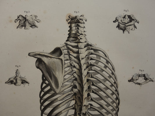 RIBBENKAST Oude anatomie print 1871 Antieke prent Bekken Vintage anatomische illustratie Wervels