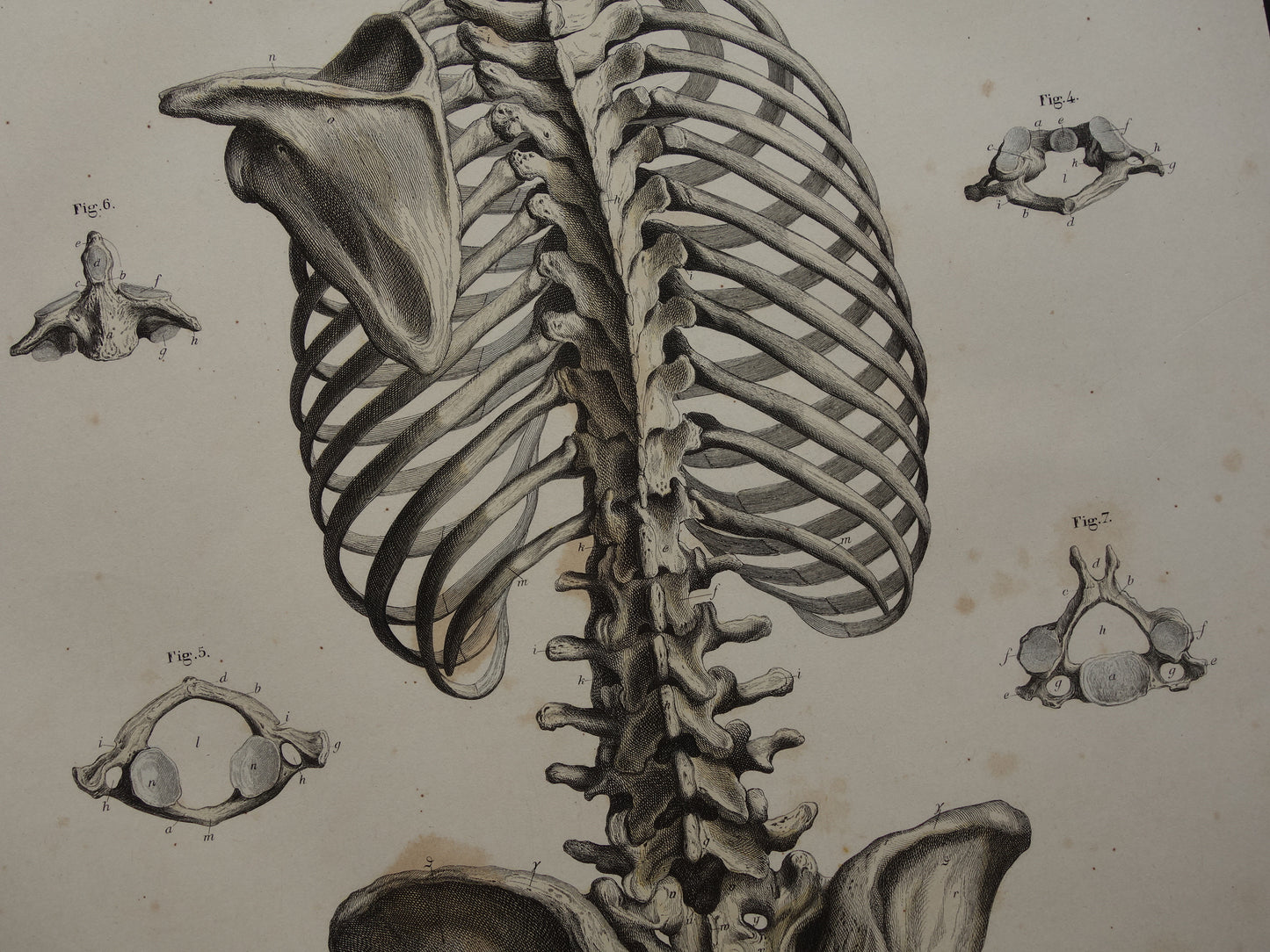RIBBENKAST Oude anatomie print 1871 Antieke prent Bekken Vintage anatomische illustratie Wervels