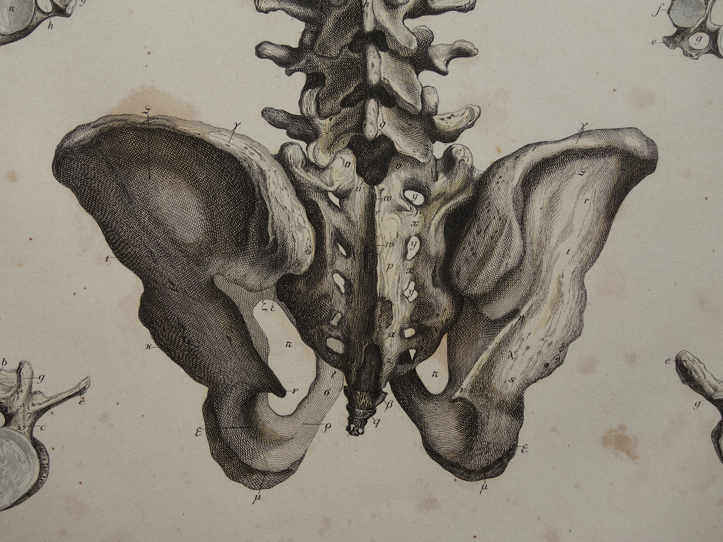 RIBBENKAST Oude anatomie print 1871 Antieke prent Bekken Vintage anatomische illustratie Wervels