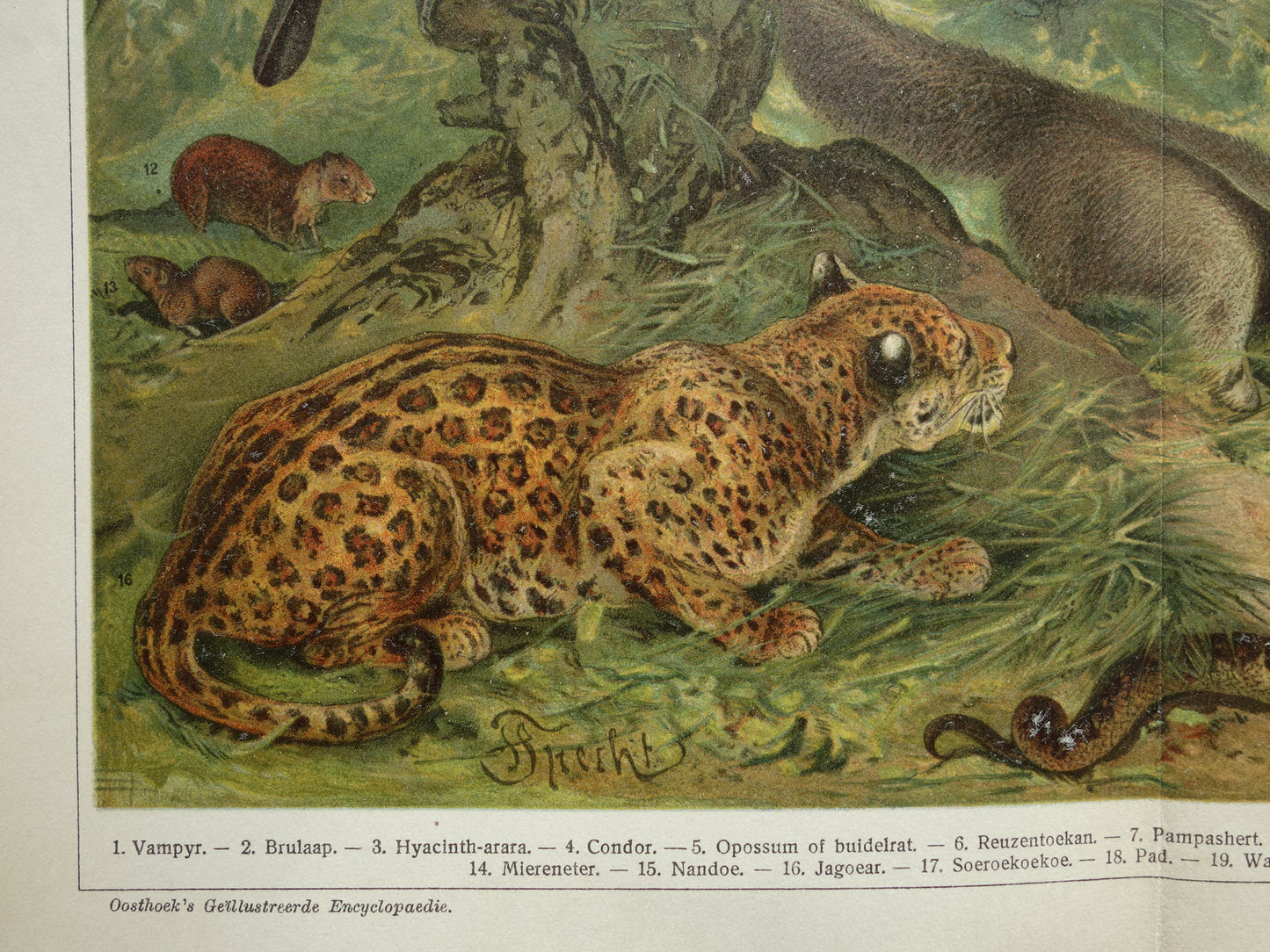 Oude prent van Jaguar Miereneter Toekan originele antieke dieren illustratie Neotropische Fauna vintage print