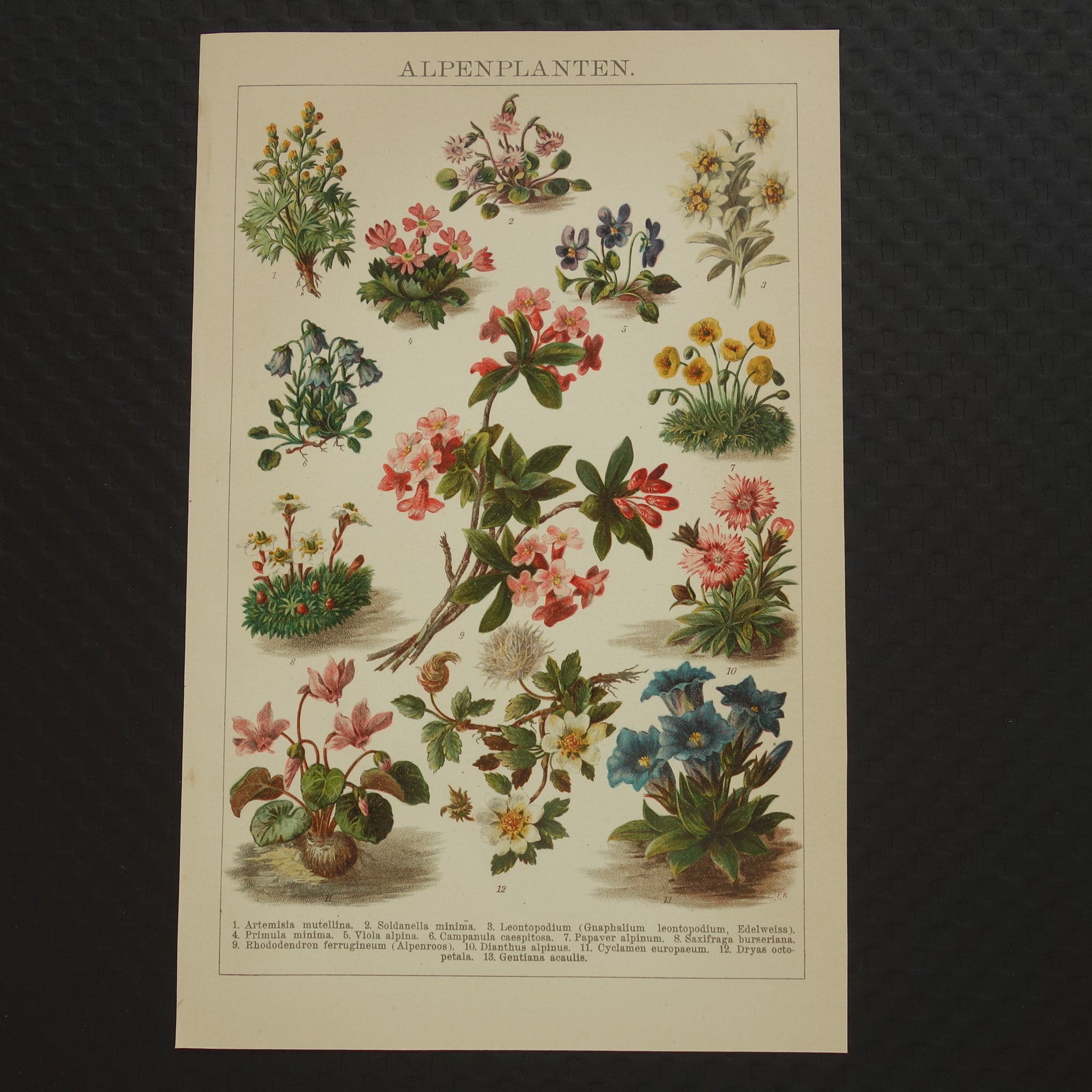 ALPENPLANTEN Originele oude botanische prent bloemen uit de Alpen 1914 kleine antieke Nederlandse vintage illustratie planten
