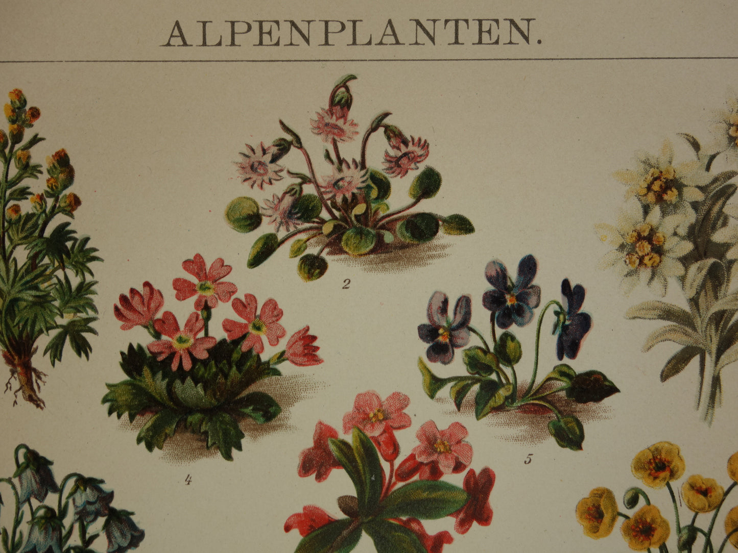 ALPENPLANTEN Originele oude botanische prent bloemen uit de Alpen 1914 kleine antieke Nederlandse vintage illustratie planten