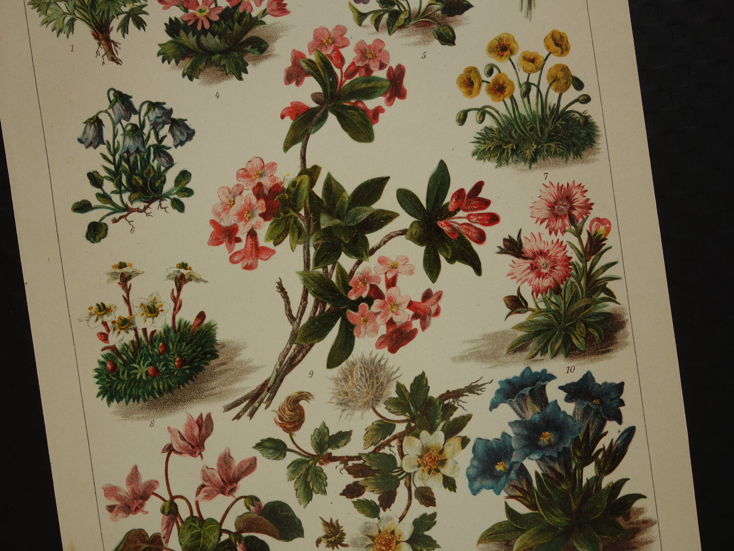 ALPENPLANTEN Originele oude botanische prent bloemen uit de Alpen 1914 kleine antieke Nederlandse vintage illustratie planten