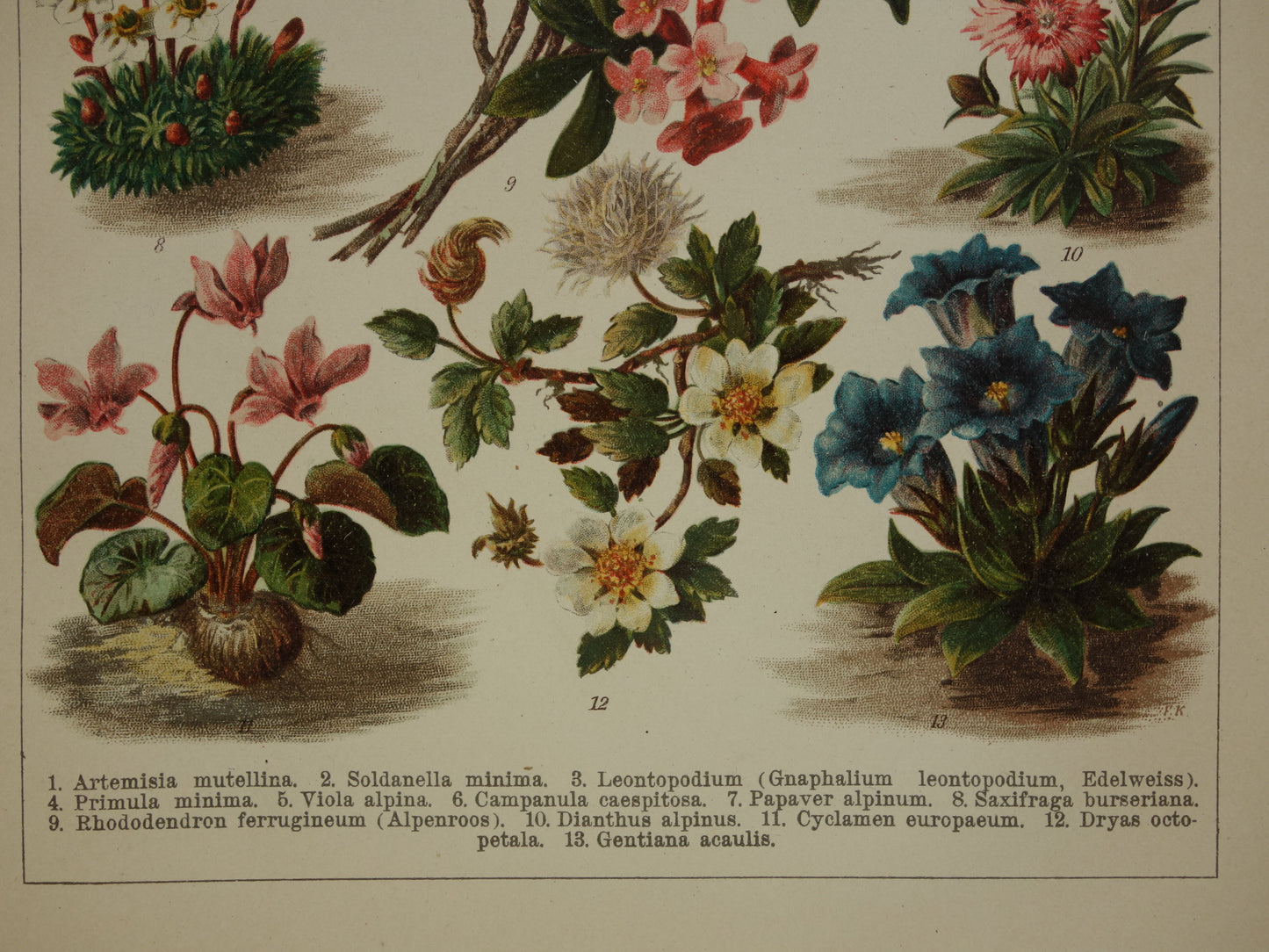 ALPENPLANTEN Originele oude botanische prent bloemen uit de Alpen 1914 kleine antieke Nederlandse vintage illustratie planten