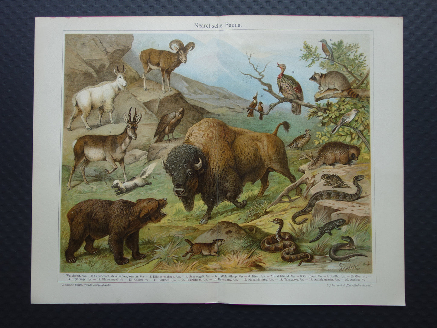 Oude prent van Bizon Grizzlybeer originele antieke dieren illustratie Nearctische Fauna vintage print