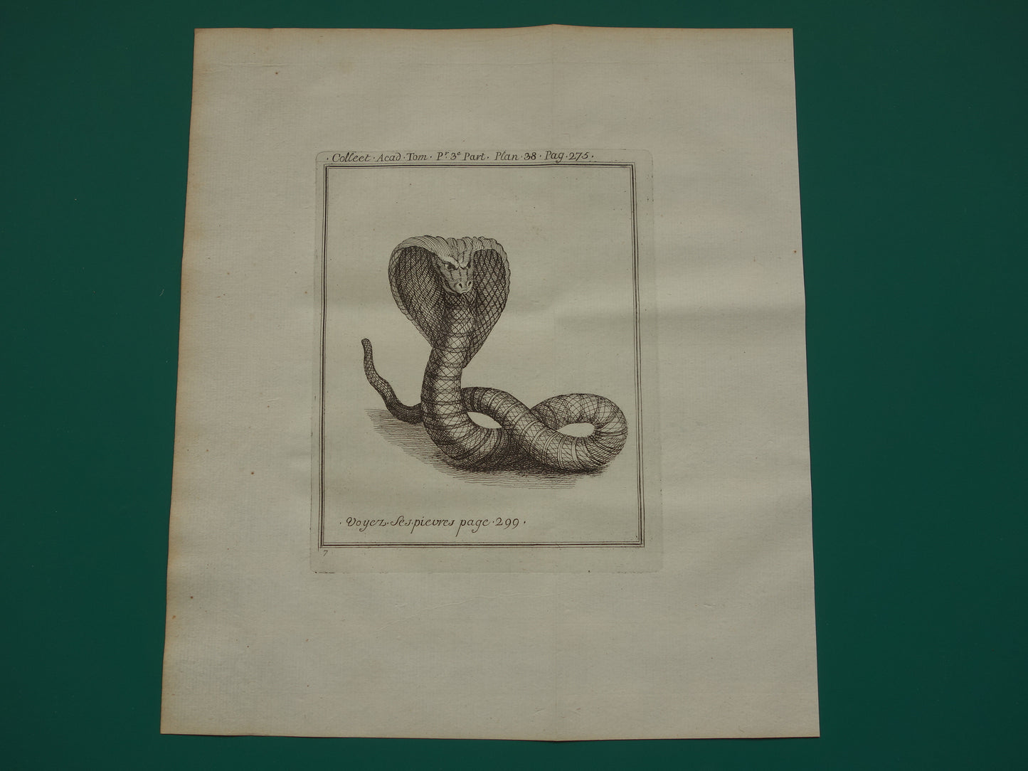 250+ jaar oude gravure Slang Cobra originele antieke prent 1755 illustratie vintage prints