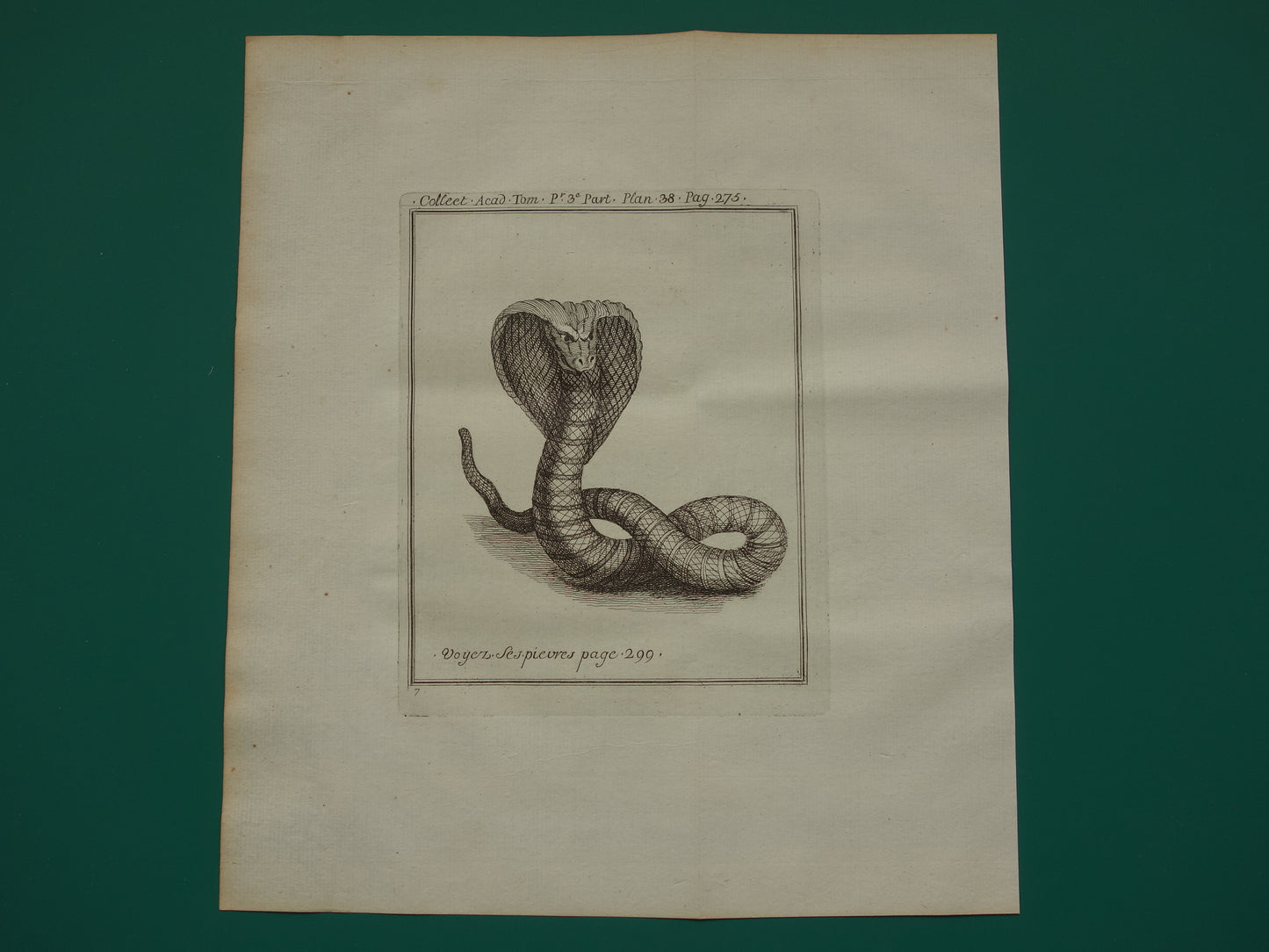 250+ jaar oude gravure Slang Cobra originele antieke prent 1755 illustratie vintage prints