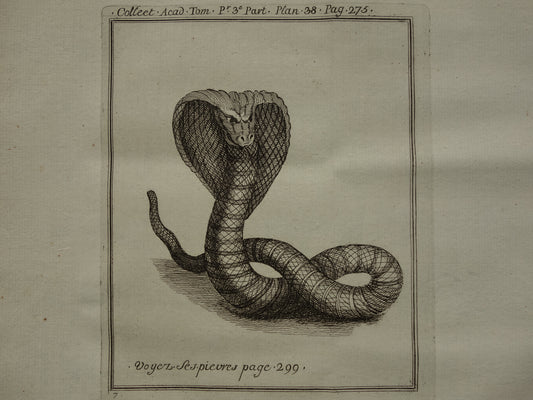 oude afbeeldingen antieke prenten van Cobra Cobra's
