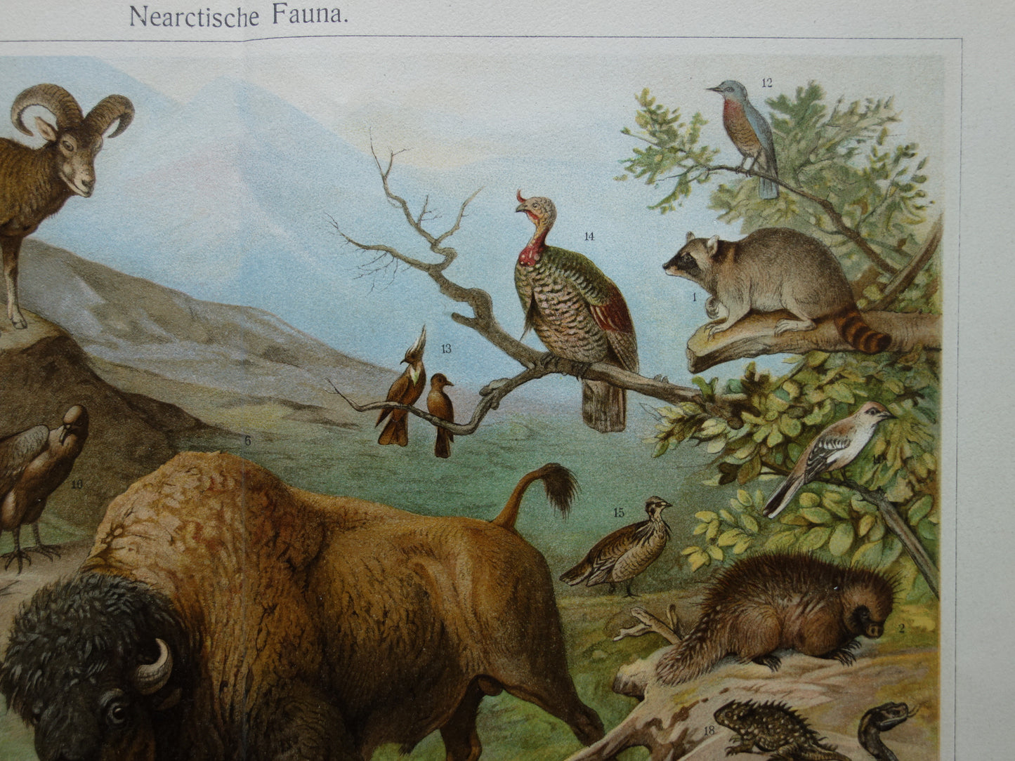 Oude prent van Bizon Grizzlybeer originele antieke dieren illustratie Nearctische Fauna vintage print