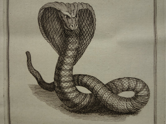 250+ jaar oude gravure Slang Cobra originele antieke prent 1755 illustratie vintage prints