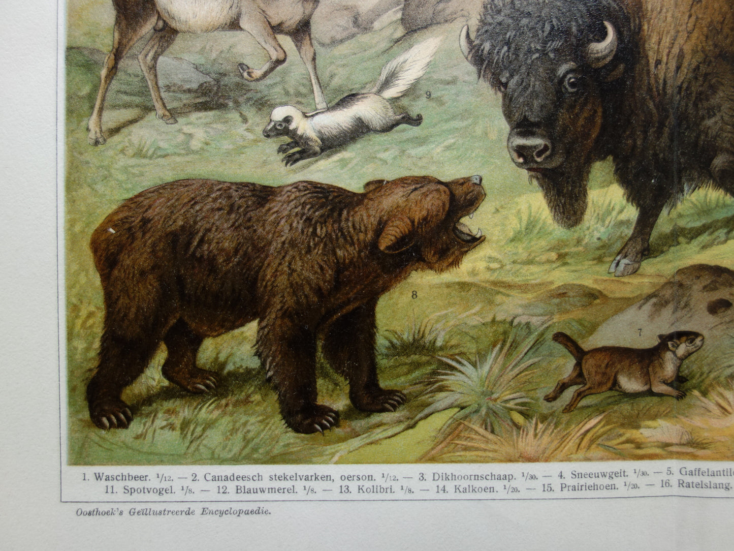 Oude prent van Bizon Grizzlybeer originele antieke dieren illustratie Nearctische Fauna vintage print