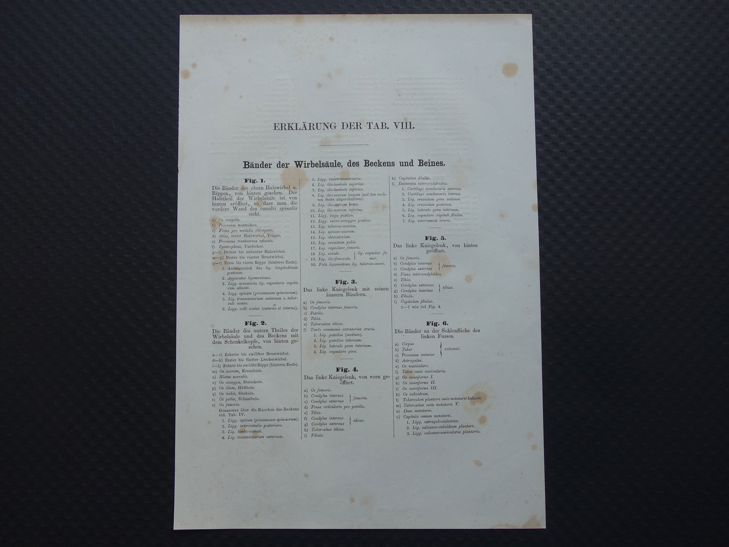 Oude anatomie print 1871 Antieke prent Nek Knie Voet Vintage anatomische illustratie Botten